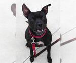 Small #1 American Pit Bull Terrier