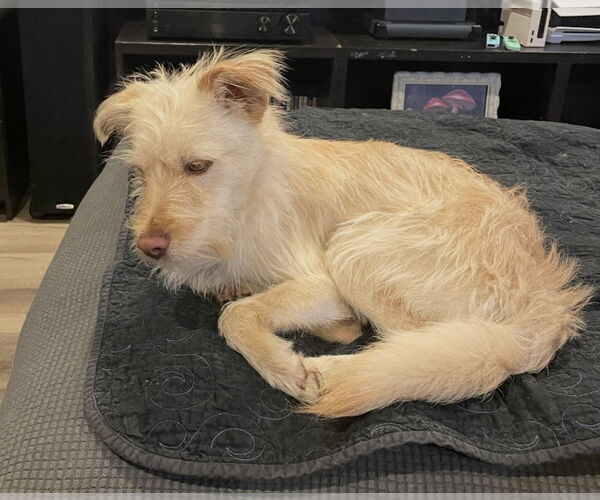 Medium Photo #4 Mutt Puppy For Sale in Dana Point, CA, USA