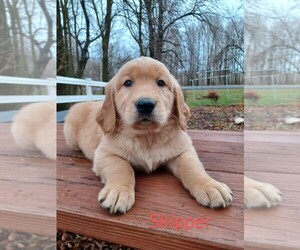 Golden Retriever Puppy for Sale in STANLEY, Wisconsin USA