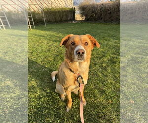 Retriever -Unknown Mix Dogs for adoption in Sandy, UT, USA
