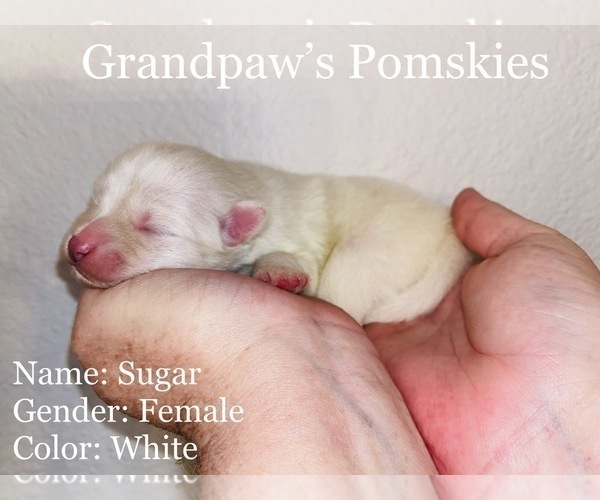 Medium Photo #3 Pomsky Puppy For Sale in CASA GRANDE, AZ, USA