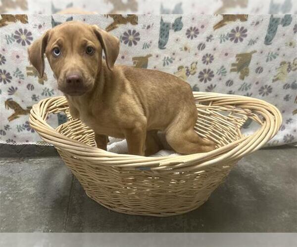 Medium Photo #1 Unknown-Vizsla Mix Puppy For Sale in Rosenberg, TX, USA