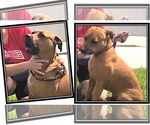 Small #1 Black Mouth Cur Mix