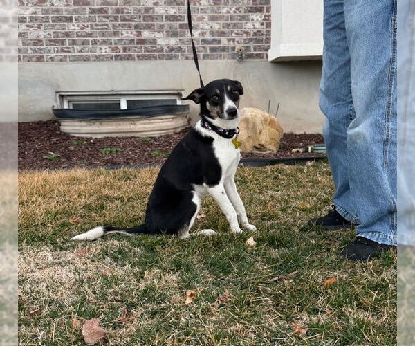 Medium Photo #6 Mutt Puppy For Sale in Sandy, UT, USA