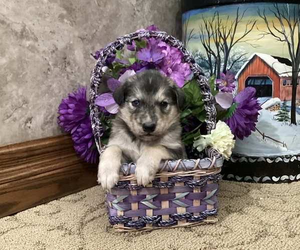 Medium Photo #1 Goberian Puppy For Sale in LOYAL, WI, USA