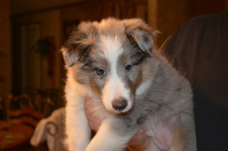 Shetland Sheepdog Puppy for sale in ADKINS, TX, USA