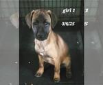 Small Photo #11 Mutt Puppy For Sale in Rootstown, OH, USA