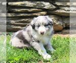 Small #1 Australian Shepherd