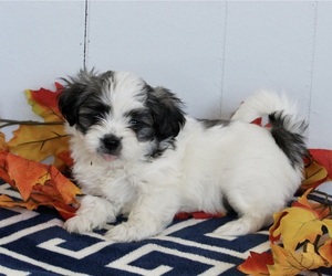Mal-Shi Dog for Adoption in FREDERICKSBURG, Ohio USA