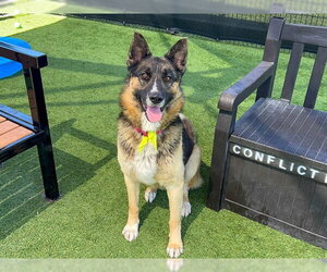 German Shepherd Dog Dogs for adoption in Orange, CA, USA