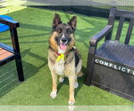 Small German Shepherd Dog