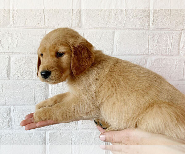 Medium Photo #2 Golden Retriever Puppy For Sale in STUARTS DRAFT, VA, USA