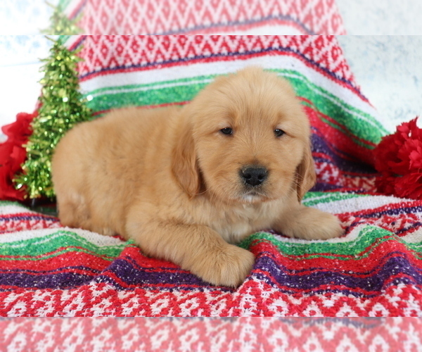Medium Photo #4 Golden Retriever Puppy For Sale in SHILOH, OH, USA