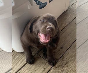 Labrador Retriever Puppy for sale in MANSFIELD, MO, USA