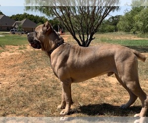 Father of the Cane Corso puppies born on 08/05/2023