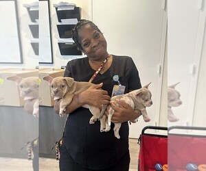American Bully Puppy for sale in HOUSTON, TX, USA