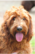 Small Photo #1 Australian Labradoodle Puppy For Sale in WACO, TX, USA