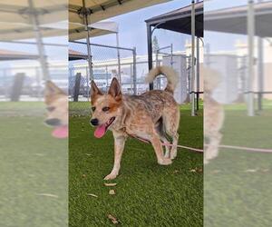 BANJO - Male Texas Heeler Dog for Adoption - Photo #2