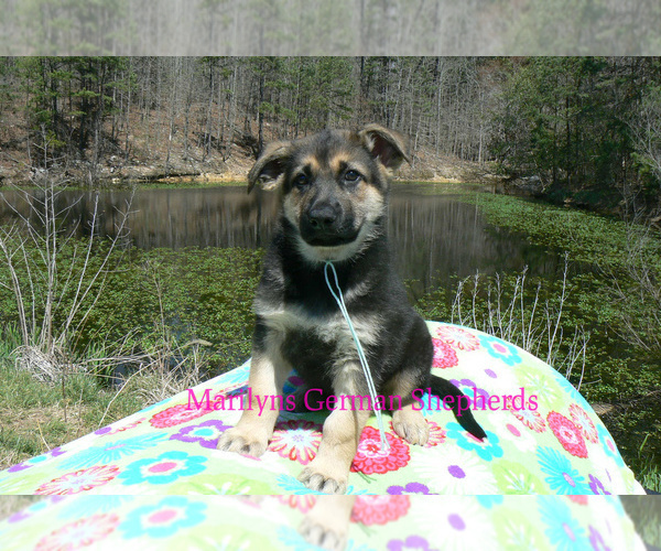 Medium Photo #3 German Shepherd Dog Puppy For Sale in PIEDMONT, MO, USA