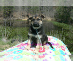 Small #2 German Shepherd Dog