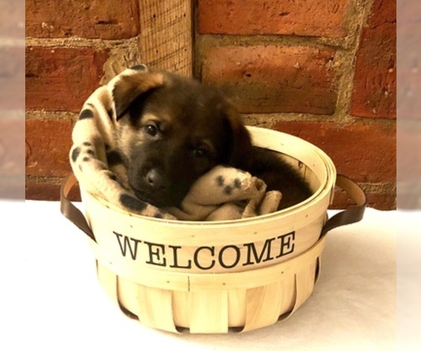 Medium Photo #6 German Shepherd Dog Puppy For Sale in HAMILTON, NJ, USA