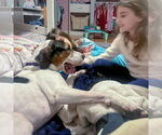 Small #16 Treeing Walker Coonhound