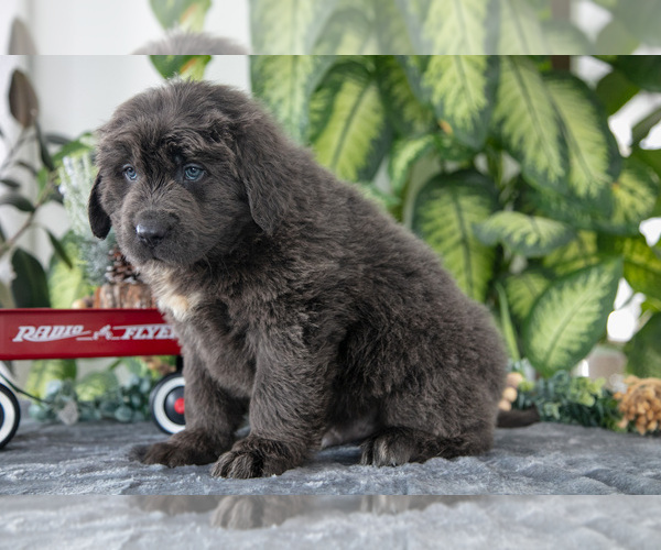 Medium Photo #2 Newfoundland Puppy For Sale in SUGARCREEK, OH, USA