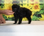 Pedro - Male Poodle (Toy) Puppy for Sale - Photo #17
