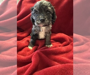 Cocker Spaniel Puppy for sale in CROSSVILLE, TN, USA