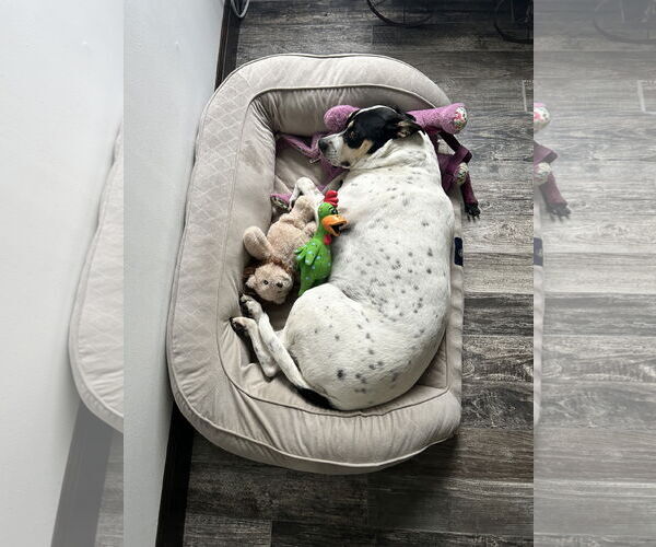 Medium Photo #5 Lab-Pointer Puppy For Sale in Rockaway, NJ, USA