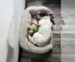 Small #4 Lab-Pointer