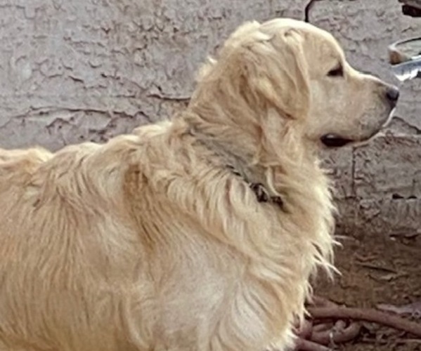 Medium Photo #1 Goldendoodle Puppy For Sale in SCOTTSDALE, AZ, USA