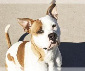 Mutt Dog for Adoption in Tulsa, Oklahoma USA