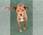 Small Photo #2 Dachshund-Staffordshire Bull Terrier Mix Puppy For Sale in La Verne, CA, USA