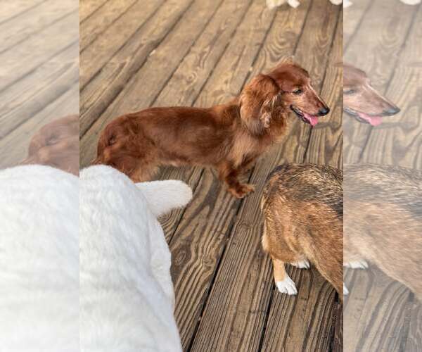 Medium Photo #3 Dachshund Puppy For Sale in Gulfport, MI, USA