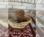 Small Photo #6 Poodle (Toy) Puppy For Sale in LANSDALE, PA, USA