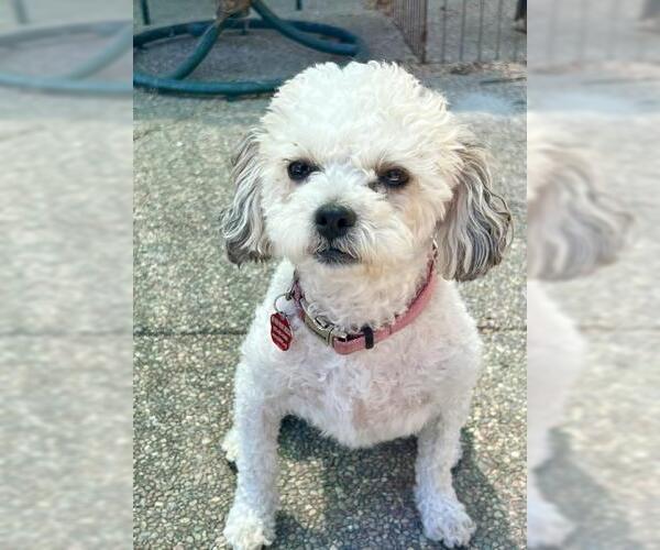 Medium Photo #2 Mutt Puppy For Sale in Oakley, CA, USA