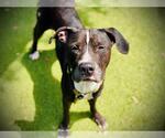 Small #2 Labrador Retriever Mix