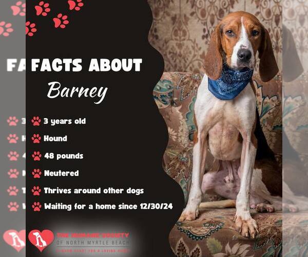 Medium Photo #3 Mutt Puppy For Sale in North Myrtle Beach, SC, USA