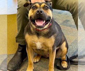 Molly - Female Mutt Dog for Adoption - Photo #18