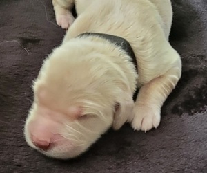 Medium Golden Retriever