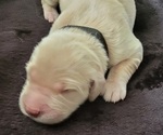 Puppy Crosby Golden Retriever