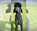 Small Poodle (Standard)