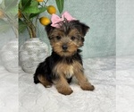 Small Photo #5 Yorkshire Terrier Puppy For Sale in FRANKLIN, IN, USA