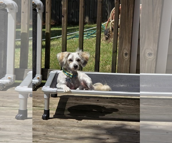 Medium Photo #6 Havanese Puppy For Sale in Gulfport, MI, USA