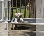 Small #5 Havanese