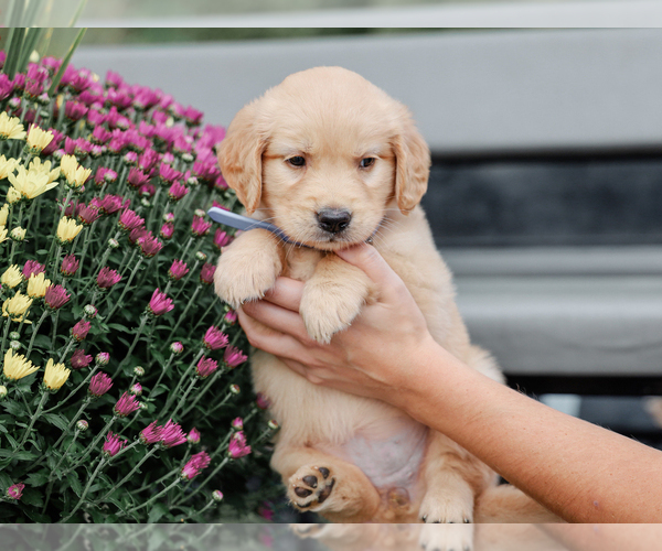 Medium Photo #2 Golden Retriever Puppy For Sale in LIBERTY, KY, USA