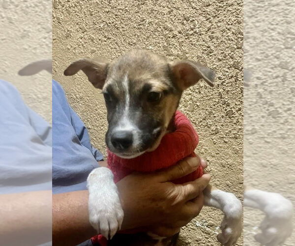 Medium Photo #7 Jack Russell Terrier Puppy For Sale in San Diego, CA, USA