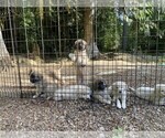 Small Maremma Sheepdog-Sarplaninac (Illyrian Sheepdog ) Mix