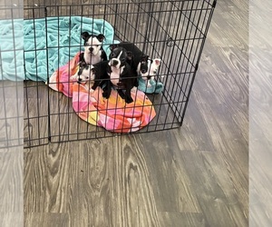 Boston Terrier Puppy for Sale in RICHMOND, Texas USA